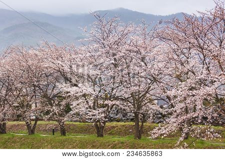 Cherry Blossom Tree Along Cannel At Fujikawaguchiko Lake