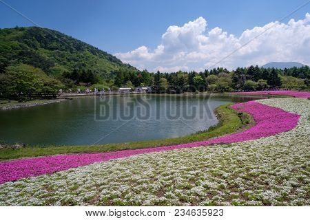 Fuji Shibazakura Or Pink Moss Festival At Yaminashi Prefecture