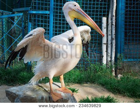 White Pelican With Big Yellow Peak Cleans Up Feather Wing