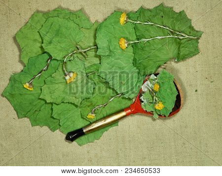 Coltsfoot, Foalfoot. Dry Herbs For Use In Alternative Medicine, Phytotherapy, Spa, Herbal Cosmetics.