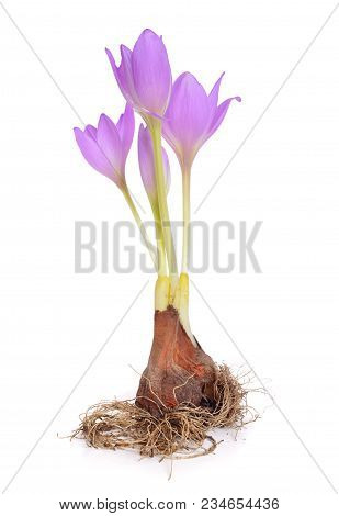 Colchicum Flower With Bulb. Isolated On White Background.