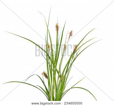 Carex Humilis, Also Known As Dwarf Sedge. Isolated On White Background.