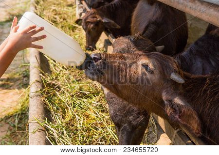 A Murrah The Buffalo Sucking The Bottle.