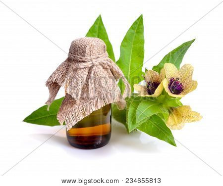 Hyoscyamus With Pharmaceutical Bottle. Isolated On White.