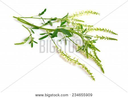 Melilotus, Known As Melilot, Sweet Clover, And Kumoniga. Isolated On White Background.