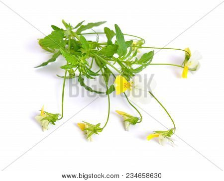 Viola Arvensis Flowers Isolated On White Background .