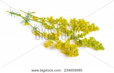 Galium Verum, Lady's Bedstraw Or Yellow Bedstraw.
