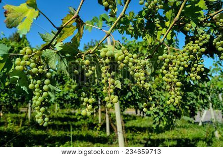 Photo Picture Of Acinus Unripe Grape Fresh Green Bunches
