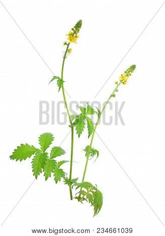 Agrimonia Eupatoria, Agrimony, Church Steeples Or Sticklewort. Isolated On White Background.