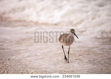 Common Snipe Shorebird Gallinago Gallinago Forages For Food