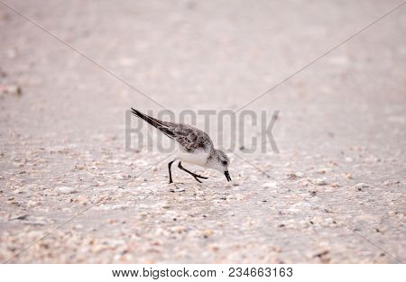 Western Sandpiper Shorebirds Calidris Mauri
