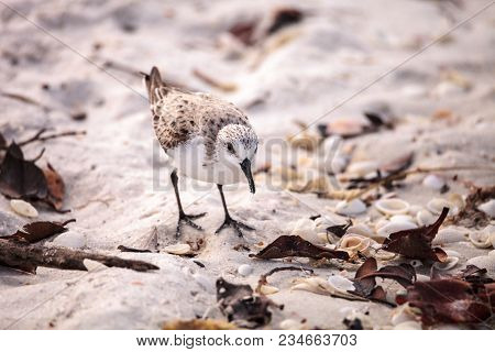 Western Sandpiper Shorebirds Calidris Mauri