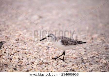 Western Sandpiper Shorebirds Calidris Mauri