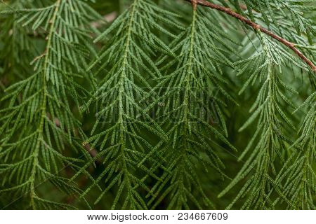 Green Conifer Tree Twings Texture Can Be Background