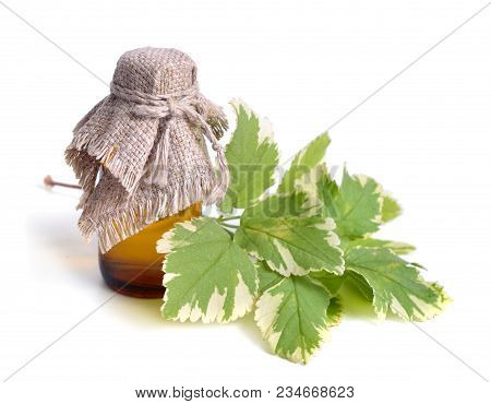 Aegopodium Podagraria Commonly Called Ground Elder, Herb Gerard, Bishop's Weed, Goutweed, Gout Wort,