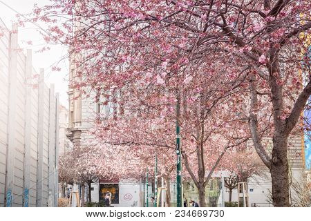Springtime In The City Row Of Cherry Tree Blossom, Vienna Austria 4-4-2018