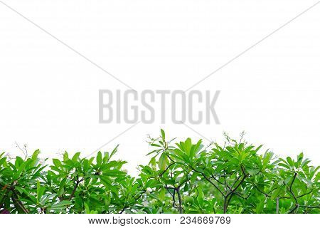 Green Foliage Of A Tropical Tree Leaves With Branches On White Isolated Background