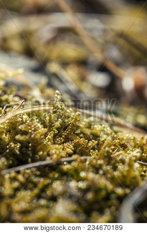 Macro Photo Of Green Moss Similar To Flamingos