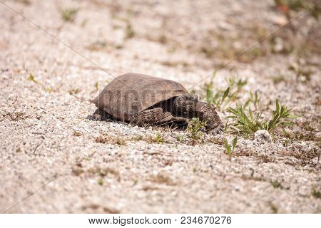 Florida Gopher Tortoise Gopherus Polyphemus