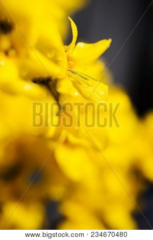 A Chrysoperla Carnea, Known As The Common Green Lacewing, Sitting On Wet Yellow Forsythia Blossom. C