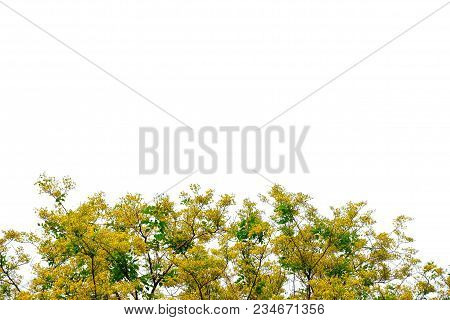 Top View Small Yellow Flowers Blossom With Leaves Branch On White Isolated For Green Foliage Backgro