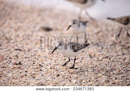 Western Sandpiper Shorebirds Calidris Mauri