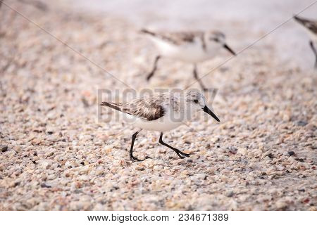 Western Sandpiper Shorebirds Calidris Mauri