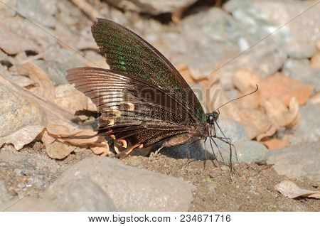 Common Mormon Butterfly (papilio Polytes Linnaeus), Urinating On Wet Land. Image Shot At Sikkim , In