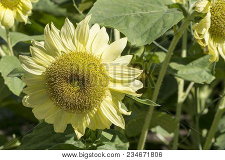 Helianthus (sunflowers) Flowers With Light Pastel Yellow Petals Growing In The Garden And Surrounded