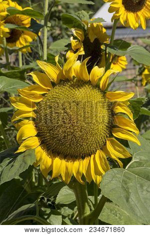 Bright Yellow Petalled Helianthus (sunflower) Flowers Growing In Their Natural Foliage Setting.