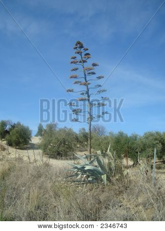Agave Sisal