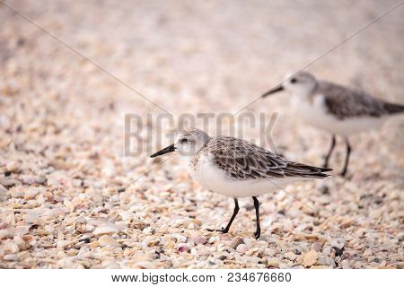 Western Sandpiper Shorebirds Calidris Mauri