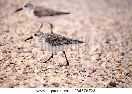 Western Sandpiper Shorebirds Calidris Mauri