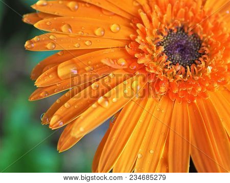 Orange Flower - Close Up Gerbera Flower With Water Drop