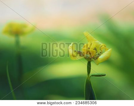 Yellow Flower - Close Up Beautiful Yellow Flowers,spring Background