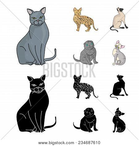 Siamese And Other Species. Cat Breeds Set Collection Icons In Cartoon, Black Style Vector Symbol Sto