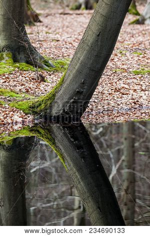 Moss Grows On The Tree Along The Water