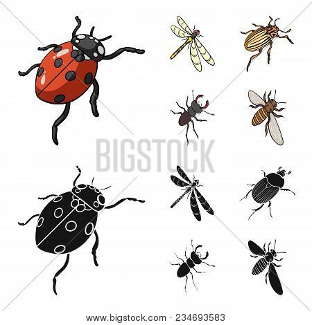 Arthropods Insect Ladybird, Dragonfly, Beetle, Colorado Beetle Insects Set Collection Icons In Carto