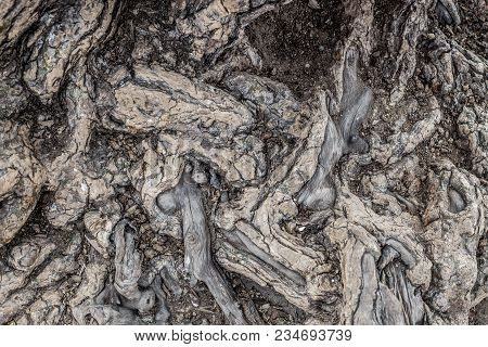 Texture Of Bark Of An Old Tree As An Art Of Nature