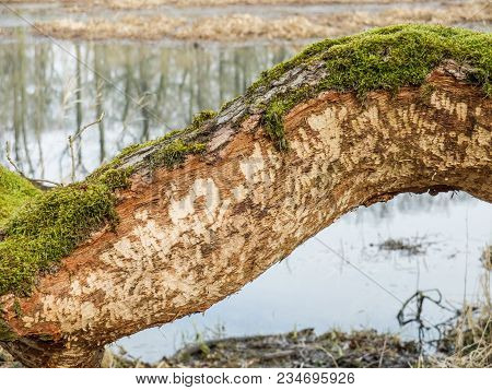 Beaver Tooth Marks Visible On Gnawed Tree Trunk With Pond In Background