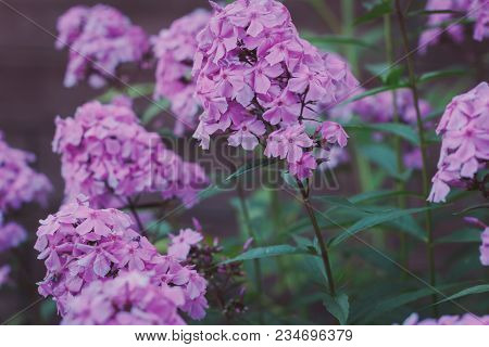 Phlox Paniculata Garden Phlox In Bloom