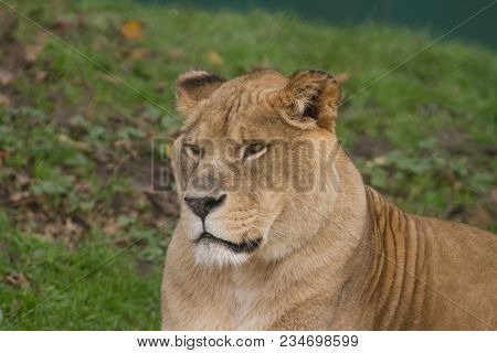 A Close-up Photo Of A Barbary Lioness