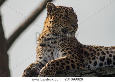 Close-up Photo Portrait Of A North Chinese Leopard