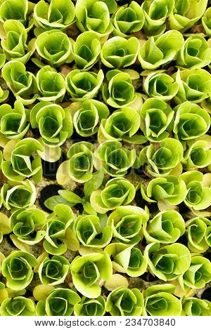 Close-up Of Lettuce Seedlings Collection. Agriculture Industry, Fresh Produce, Mass Production And C