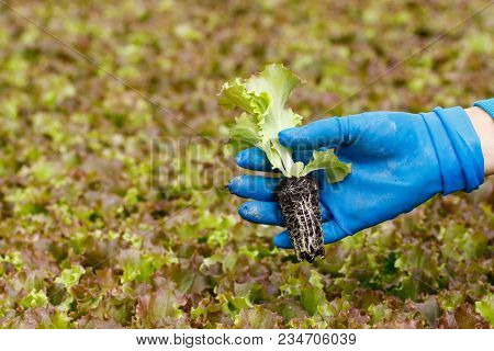 Lettuce Seedling In Gardeners Hand For Transplanting With Collection Of Seedlings In The Background.