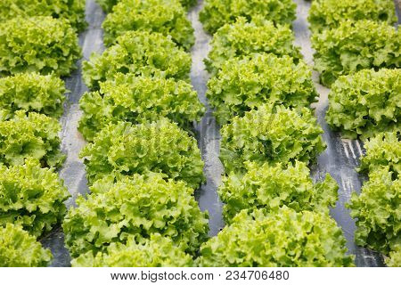 Rows Of Lettuce Growing On Farmland With Plastic Mulch As Protection Against Drought. Agriculture In