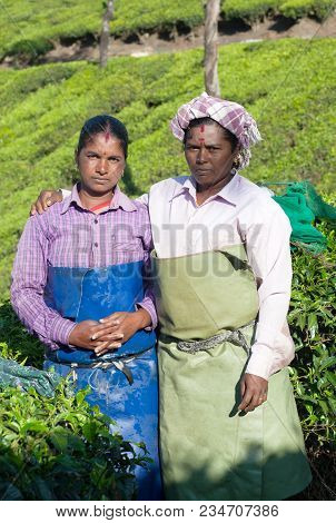 Munnar, India - January 18, 2016: Female Tea Pickers Working In Tea Plantation In Munnar, Kerala, So