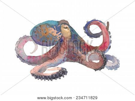 Colored Octopus Illustration. Abstract Watercolor Octopus. Watercolor Illustration