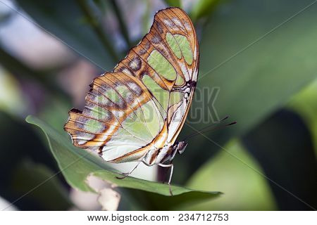 Green And White Tropical Butterflysiproeta Stelenes - Photo Taken With A Macrolens.