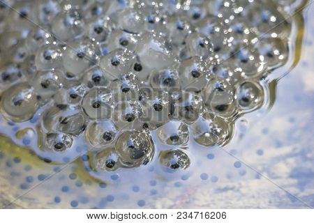 Close-up Of Beautiful Little Tadpoles In The Water. View From Above To Many Small Tadpoles Of A Frog